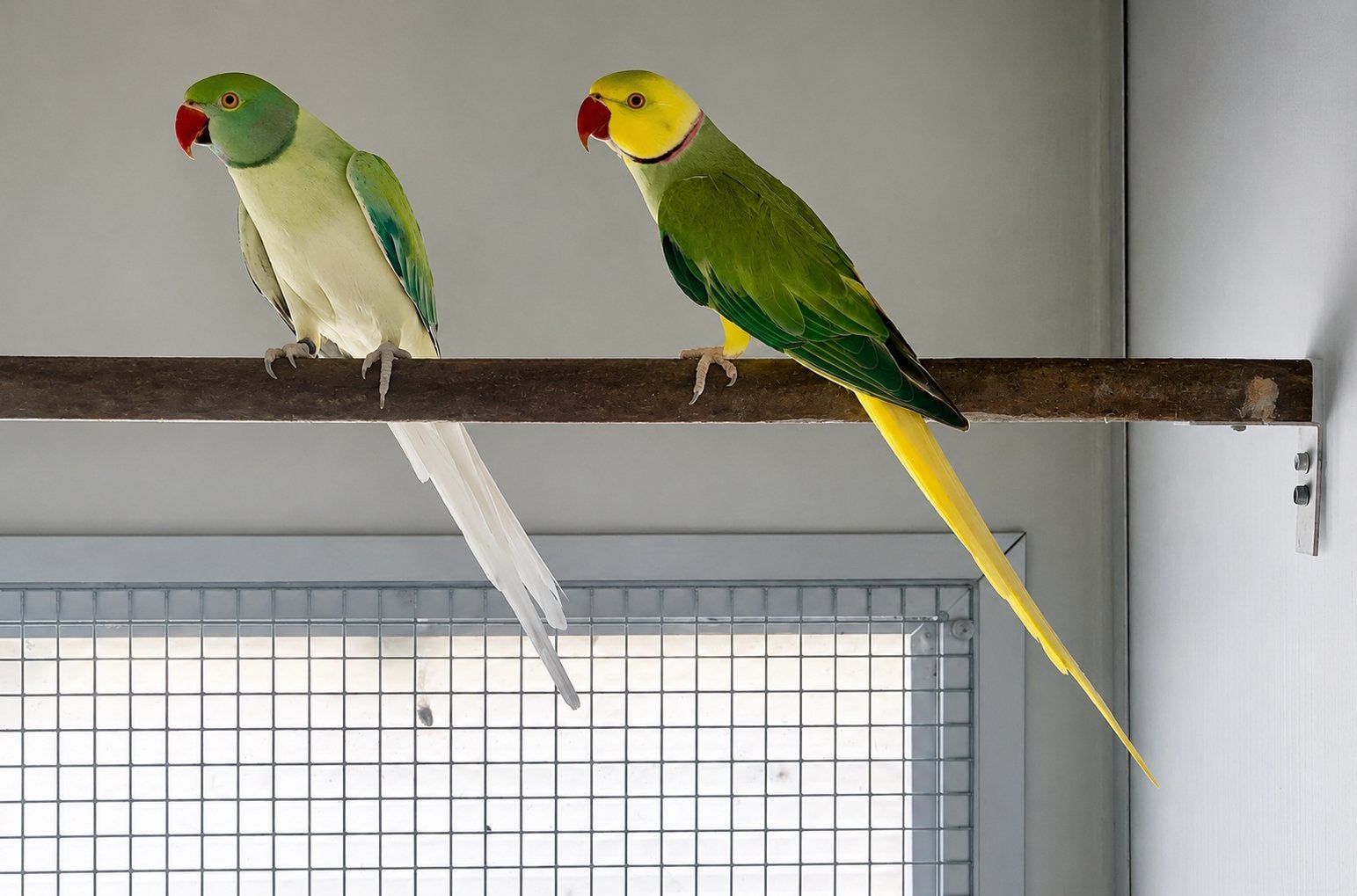 Kweekkoppel halsbandparkieten 2023, Dieren en Toebehoren, Vogels | Parkieten en Papegaaien, Geringd