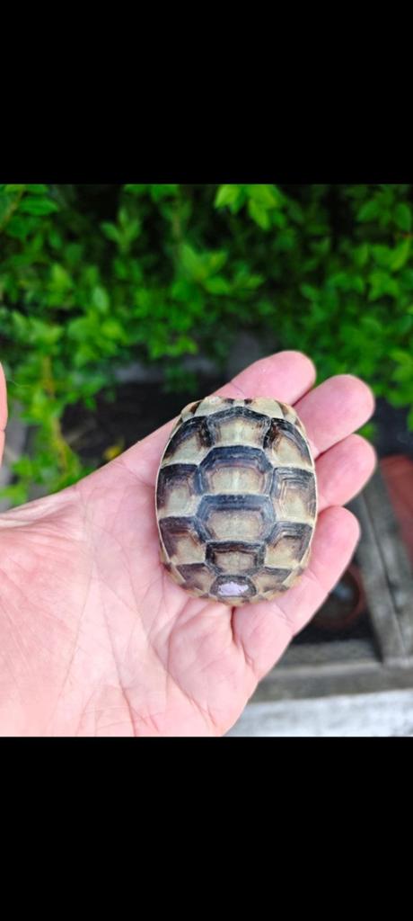 Landschildpad: Testudo Marginata Sarda, Dieren en Toebehoren