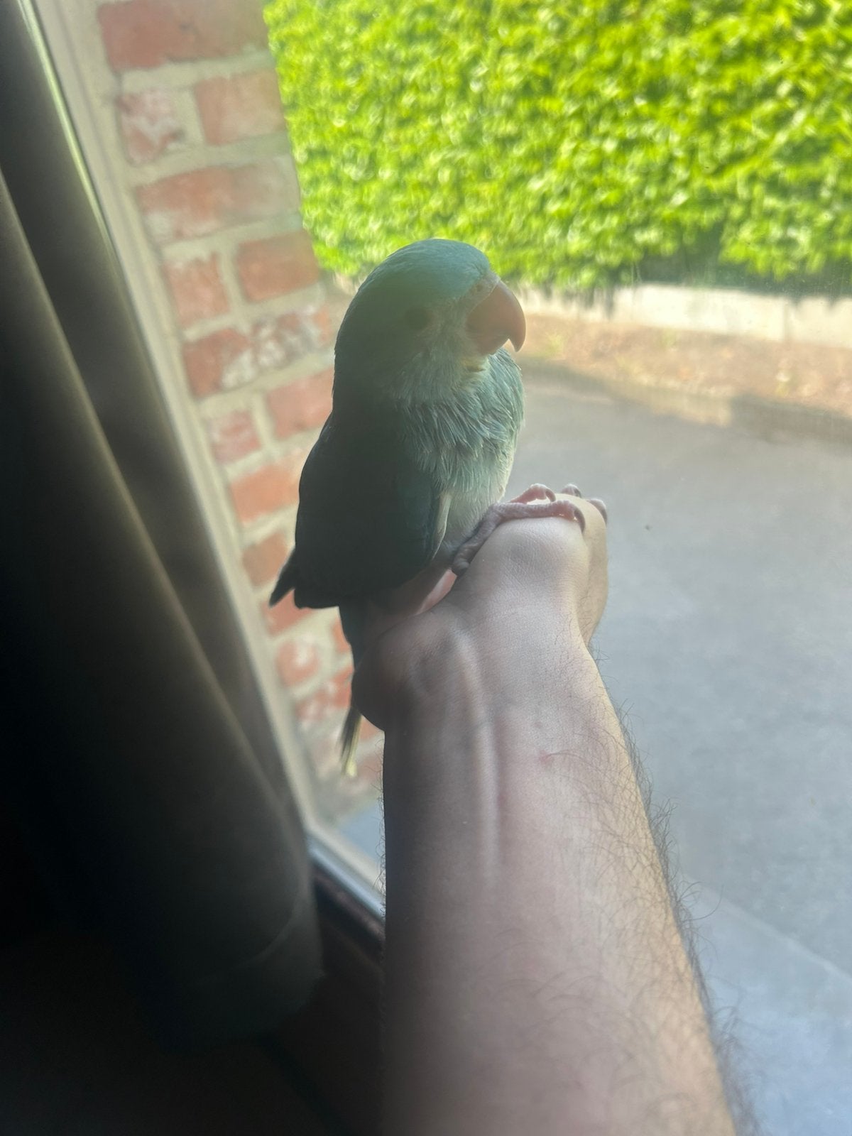 Tamme Halsbandparkiet te koop, Animaux & Accessoires, Oiseaux | Perruches & Perroquets, Perruche, Mâle, Domestique