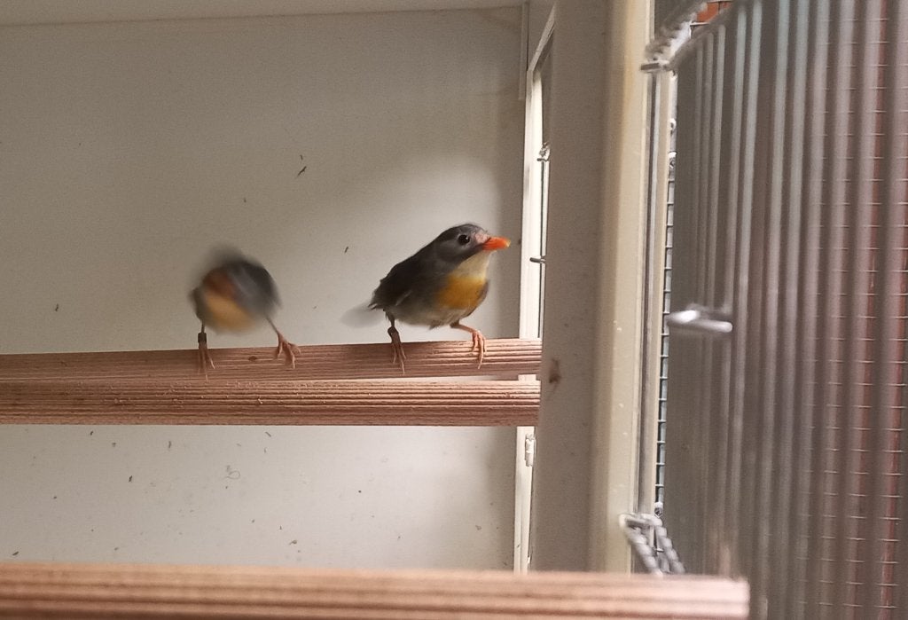 Japanse nachtegalen, Geringd