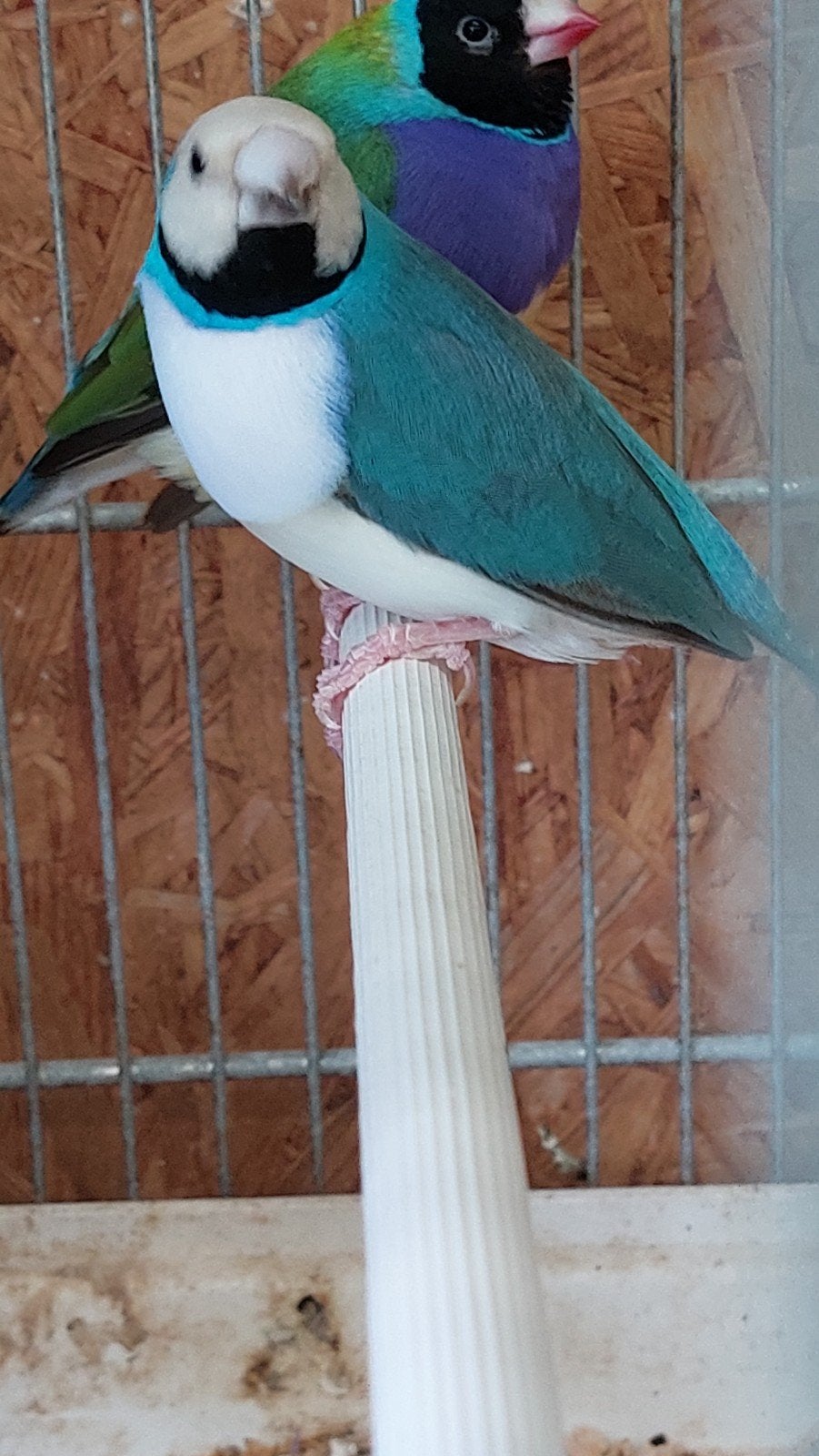 gouldamandine blauw man