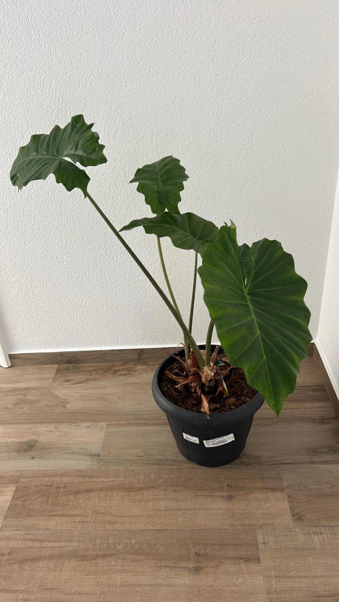 Plant Alocasia Portodora 1m hoogte, Maison & Meubles, Enlèvement, Moins de 100 cm