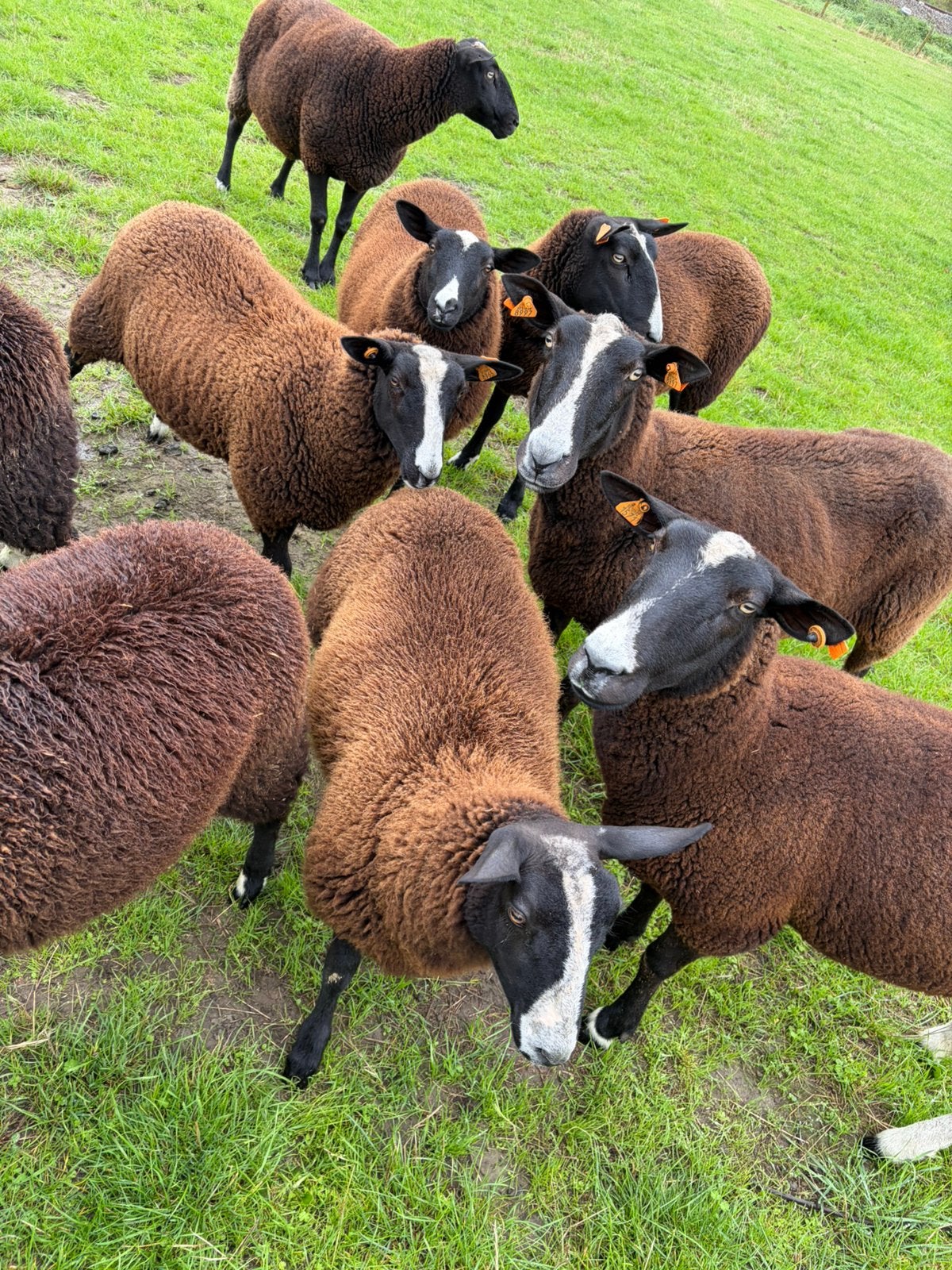Zwartblesrammen te koop, Animaux & Accessoires
