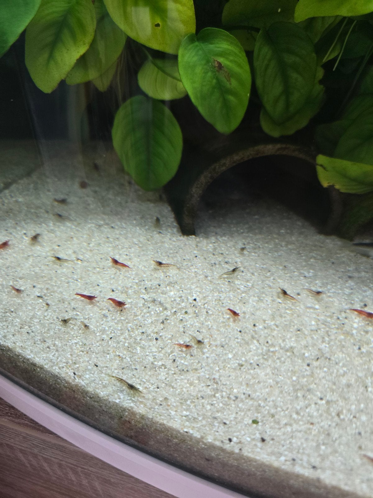 Crevettes, Animaux & Accessoires
