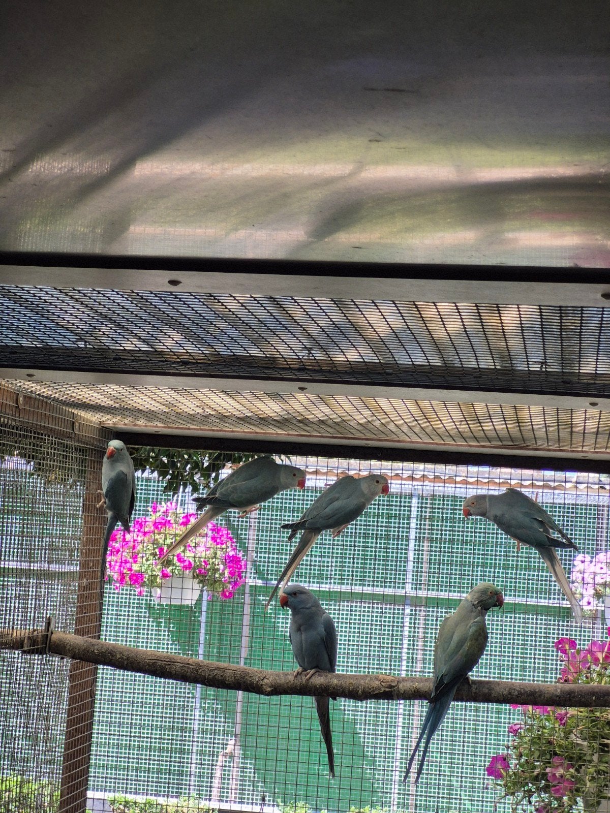 vogels