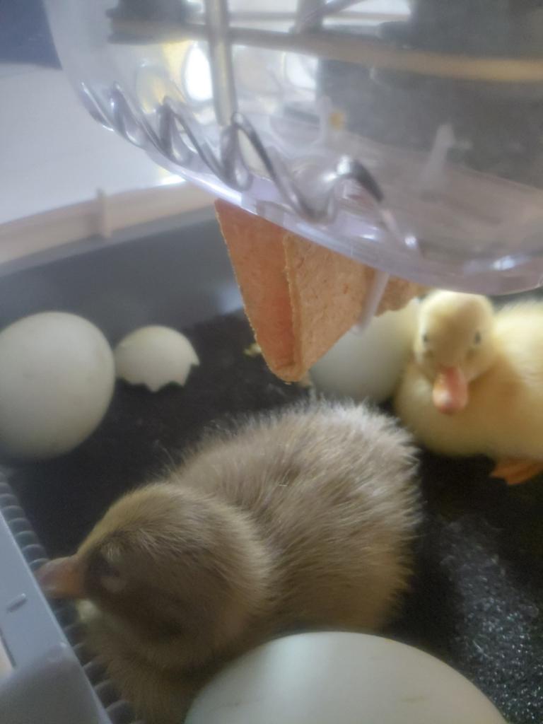 Loopeend kuikens, Dieren en Toebehoren, Pluimvee, Eend, Geslacht onbekend