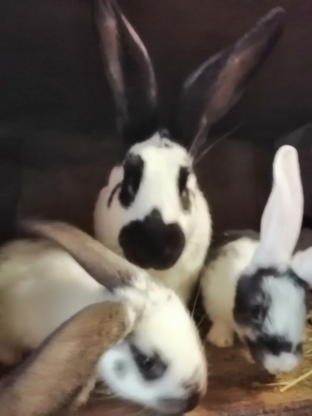 grote vlinder met jongen., Dieren en Toebehoren, Konijnen