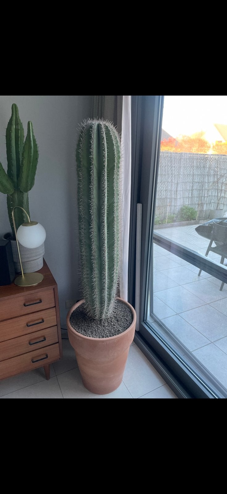 Pachycereus pringlei, Huis en Inrichting, Ophalen, 150 tot 200 cm, In pot, Cactus
