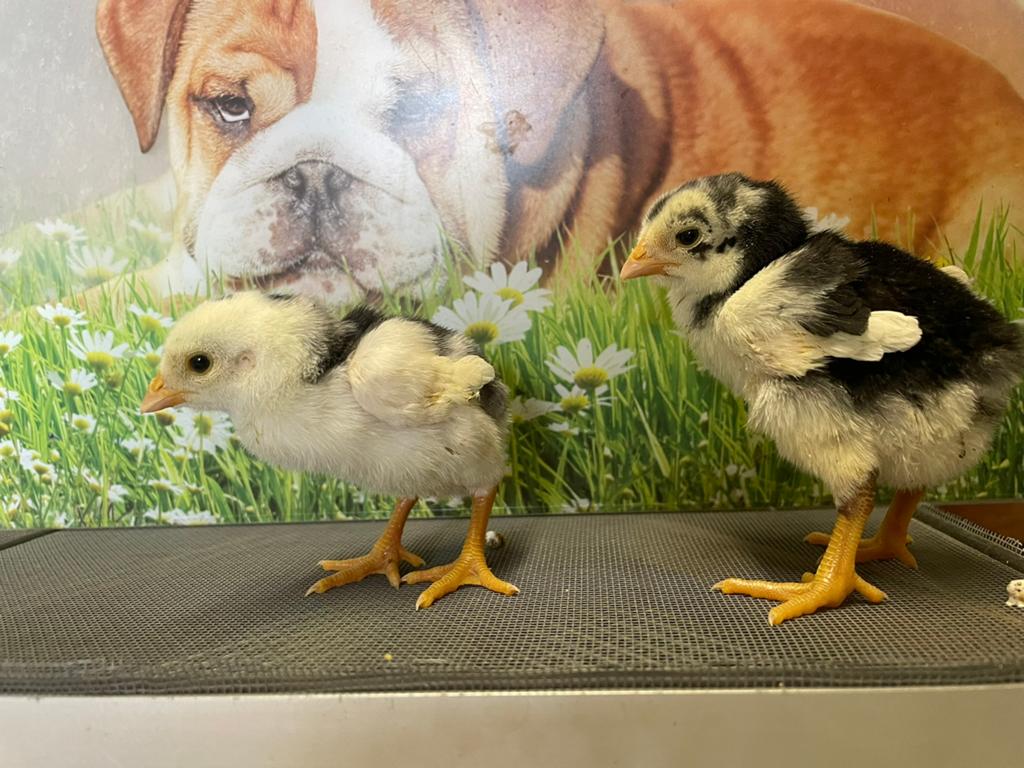 Shamo kuikentjes, Dieren en Toebehoren, Ophalen
