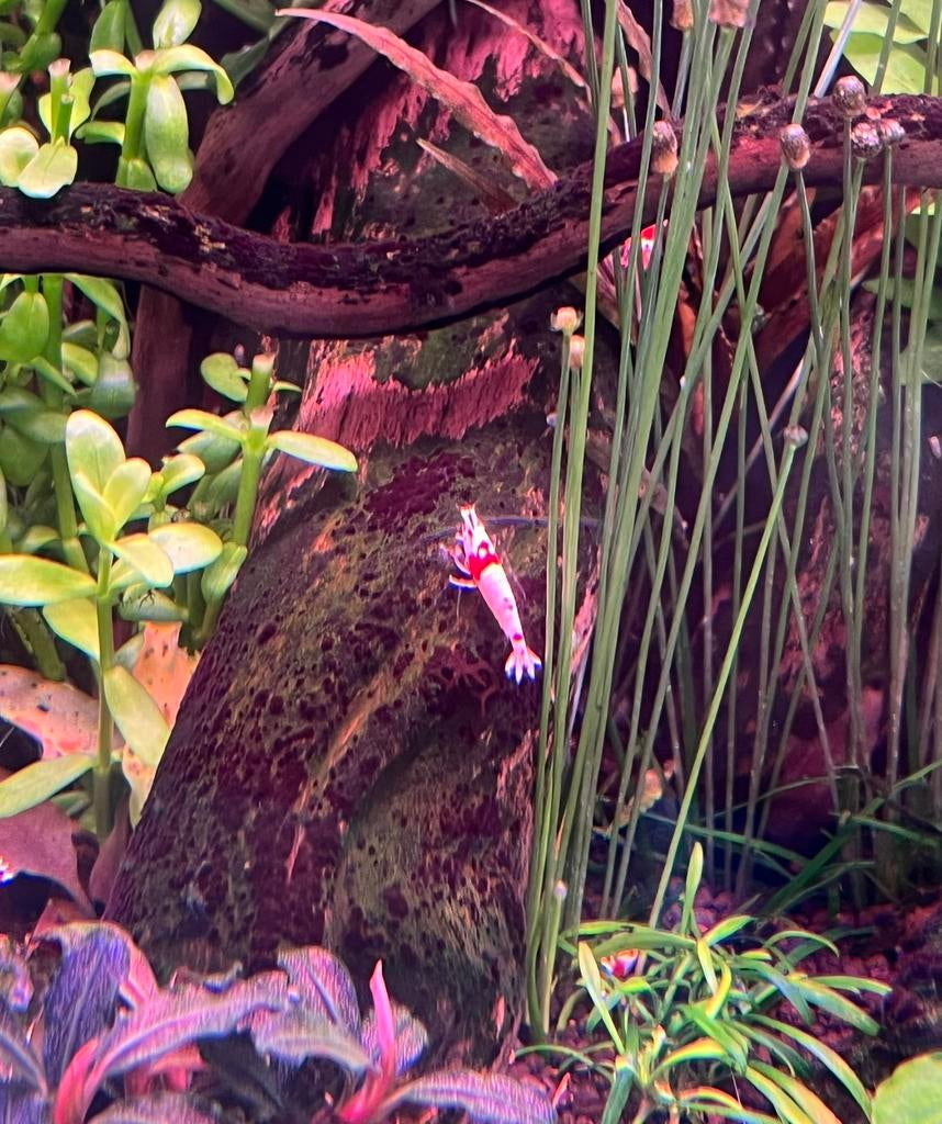 Pure red line caridina, Dieren en Toebehoren, Vissen | Aquariumvissen