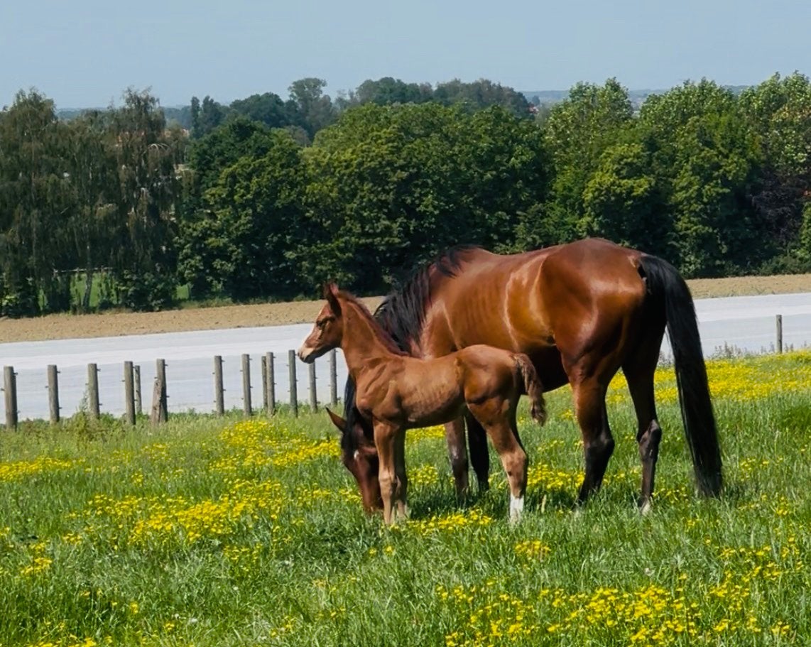 Spring veulen te koop, Springpaard, Met stamboom, 0 tot 2 jaar, Hengst