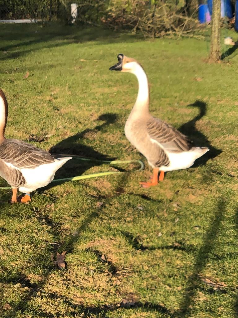 oeufs fécondés de l' oie caronculée du Japon, Sexe inconnu, Oie ou Cygne