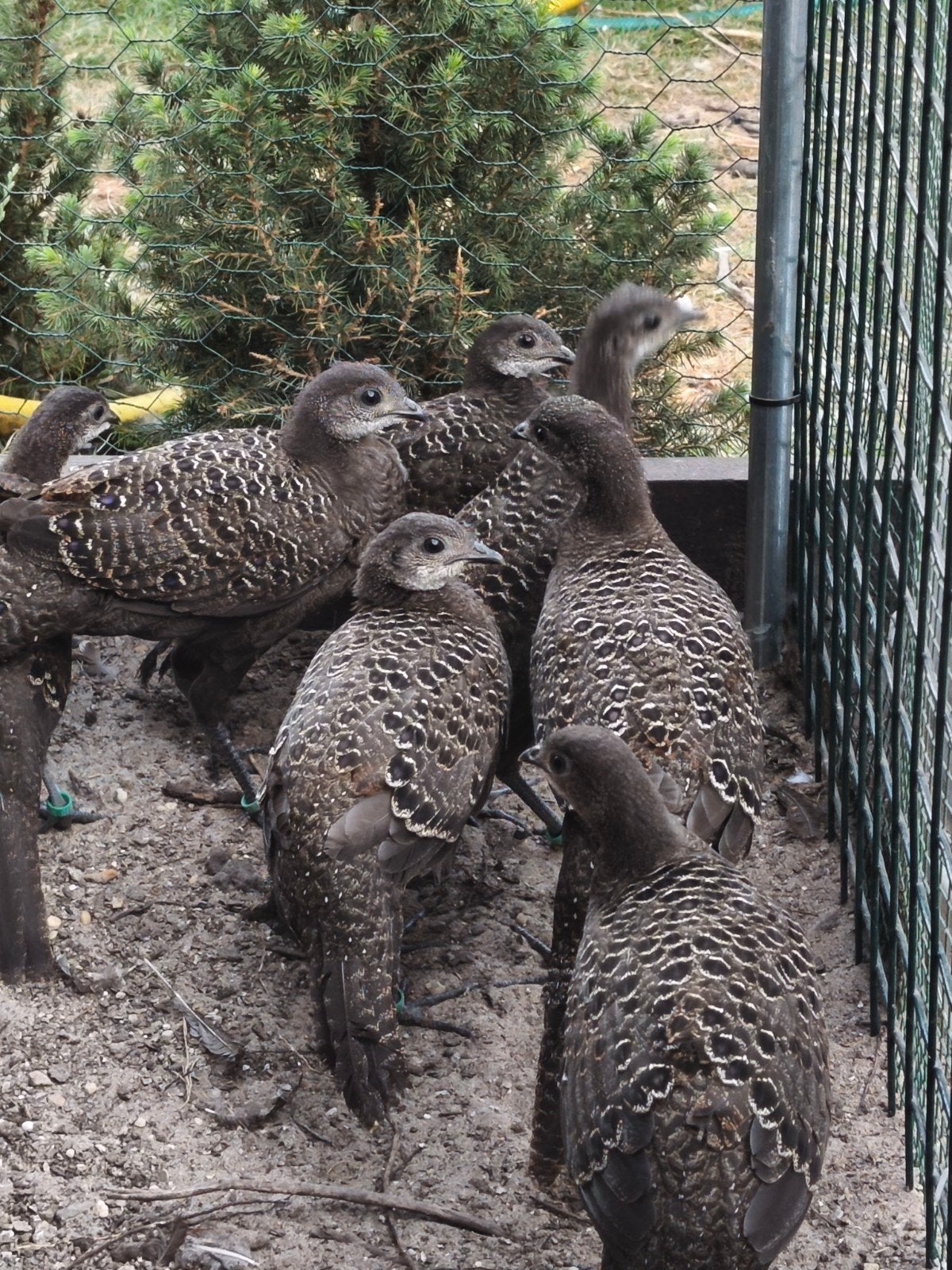 grijze pauwfazanten, Dieren en Toebehoren, Pluimvee
