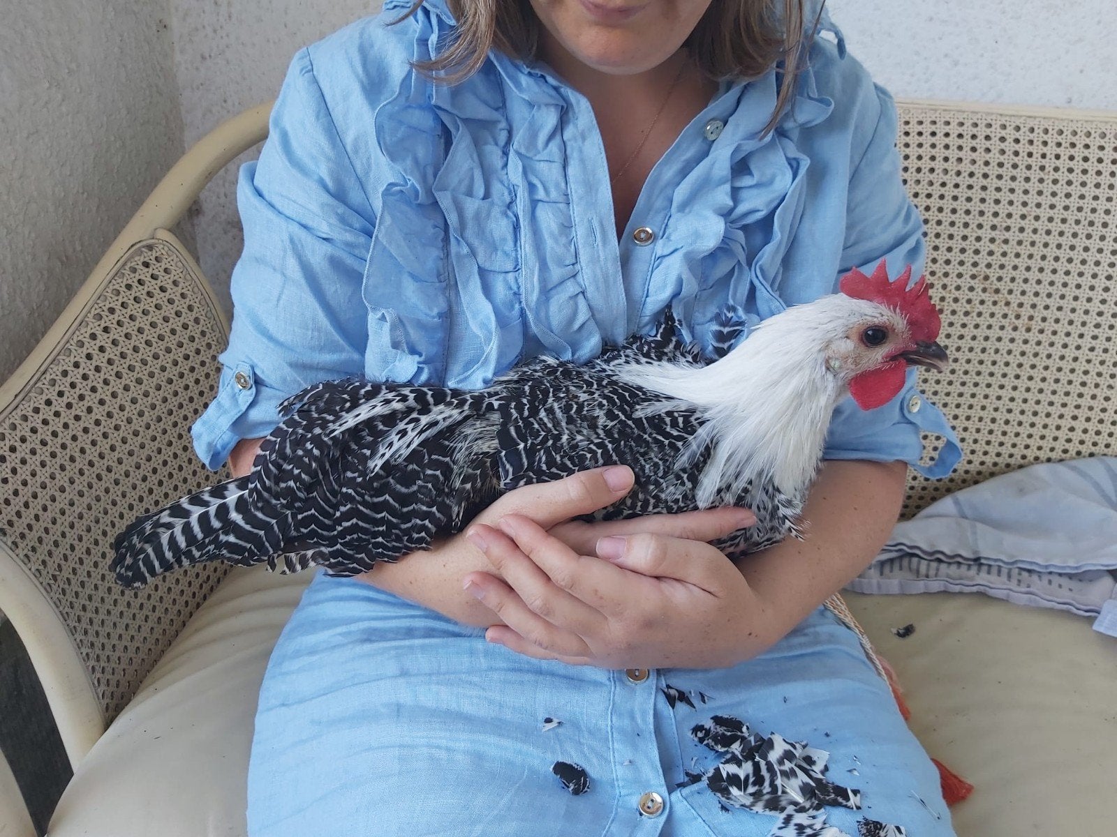Zilverbrakel haan 3 maand oud, Animaux & Accessoires, Volatiles