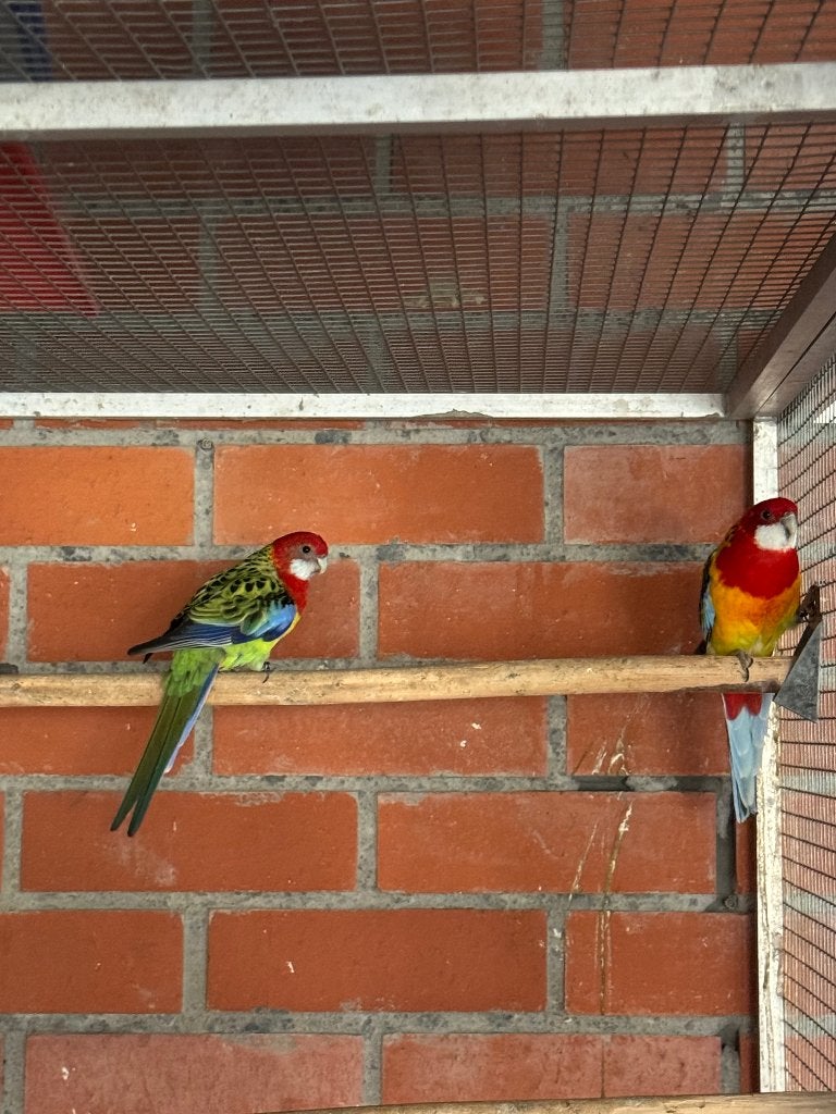 Rossella, Plusieurs animaux, Perruche, Bagué