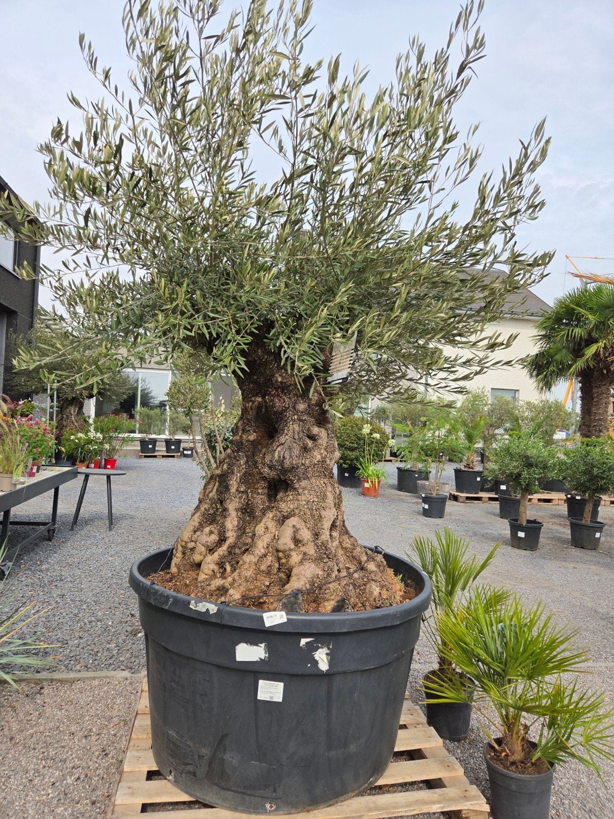 Olijfboom Olea Europaea Bonsai, Ophalen, Olijfboom