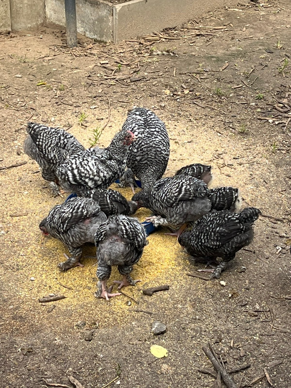 Poussins coucous de Malines
