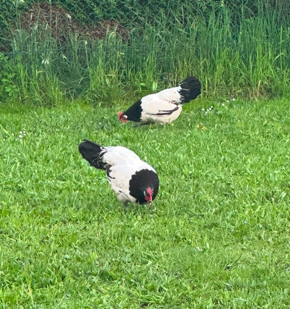 Lakenvelder kippen, Dieren en Toebehoren, Pluimvee, Vrouwelijk, Kip