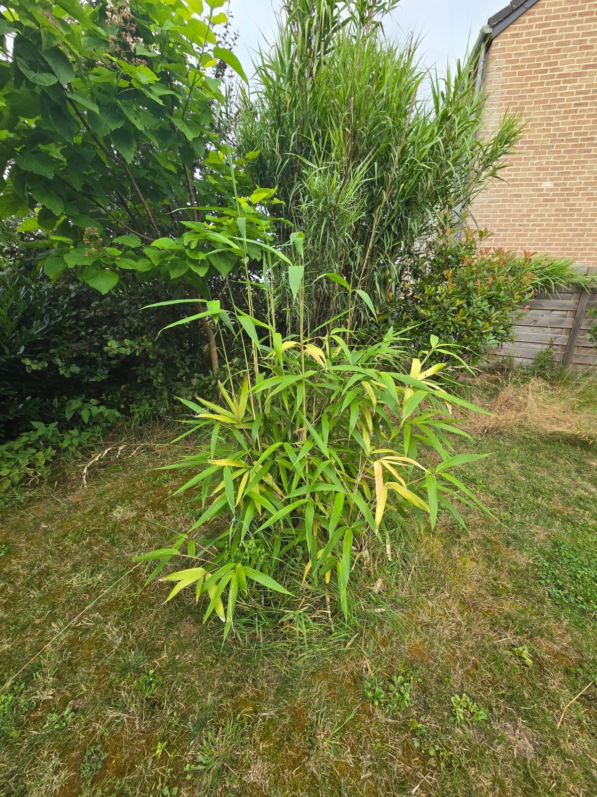 Belles souches de bambou (3 x), Jardin & Terrasse