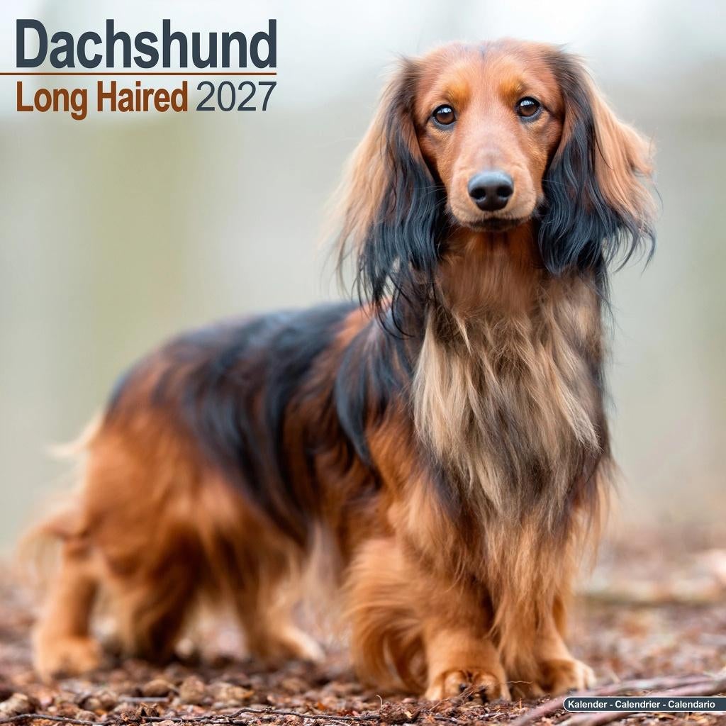 Dachshund kalender voor lang haar 2027 vooraf bestellen, Verzenden, Jaarkalender, Nieuw