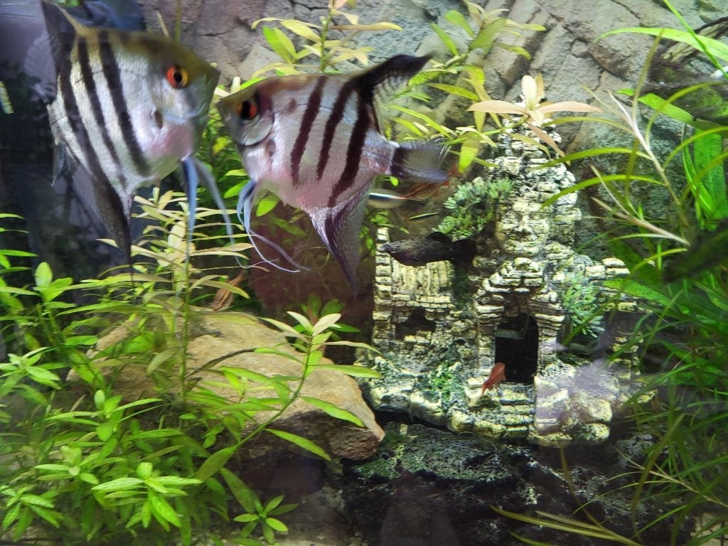 maanvis, Vis, Zoetwatervis, Schoolvis