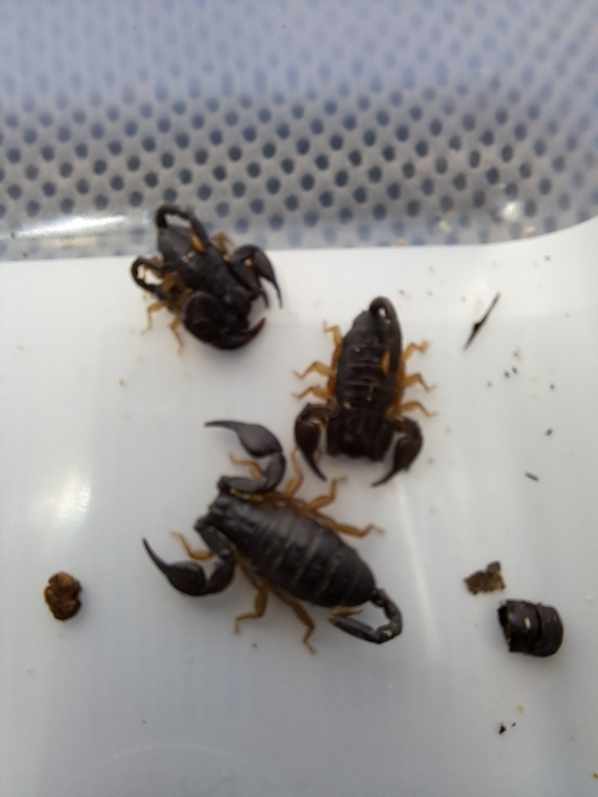 zwarte schorpioen of ""Tetratrichobothrius flavicaudis"", Dieren en Toebehoren, Insecten en Spinnen, Spin of Schorpioen