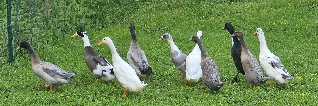 Indisch loopeenden, Dieren en Toebehoren, Overige Dieren, Februari, Meerdere dieren