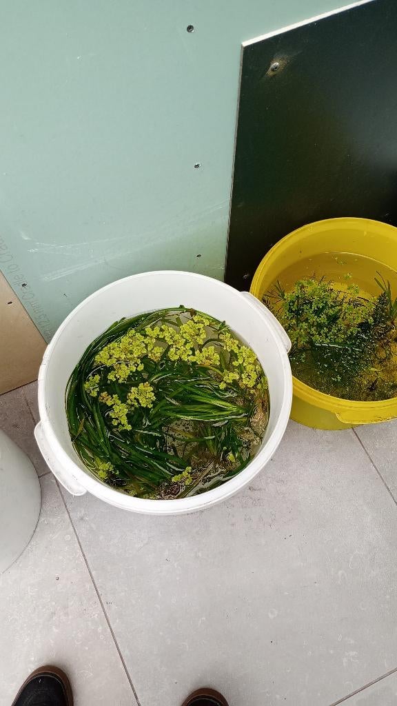 posthoornslakken, vallisneria, elodea densa en salvinia, Dieren en Toebehoren, Slak of Weekdier, Zoetwatervis