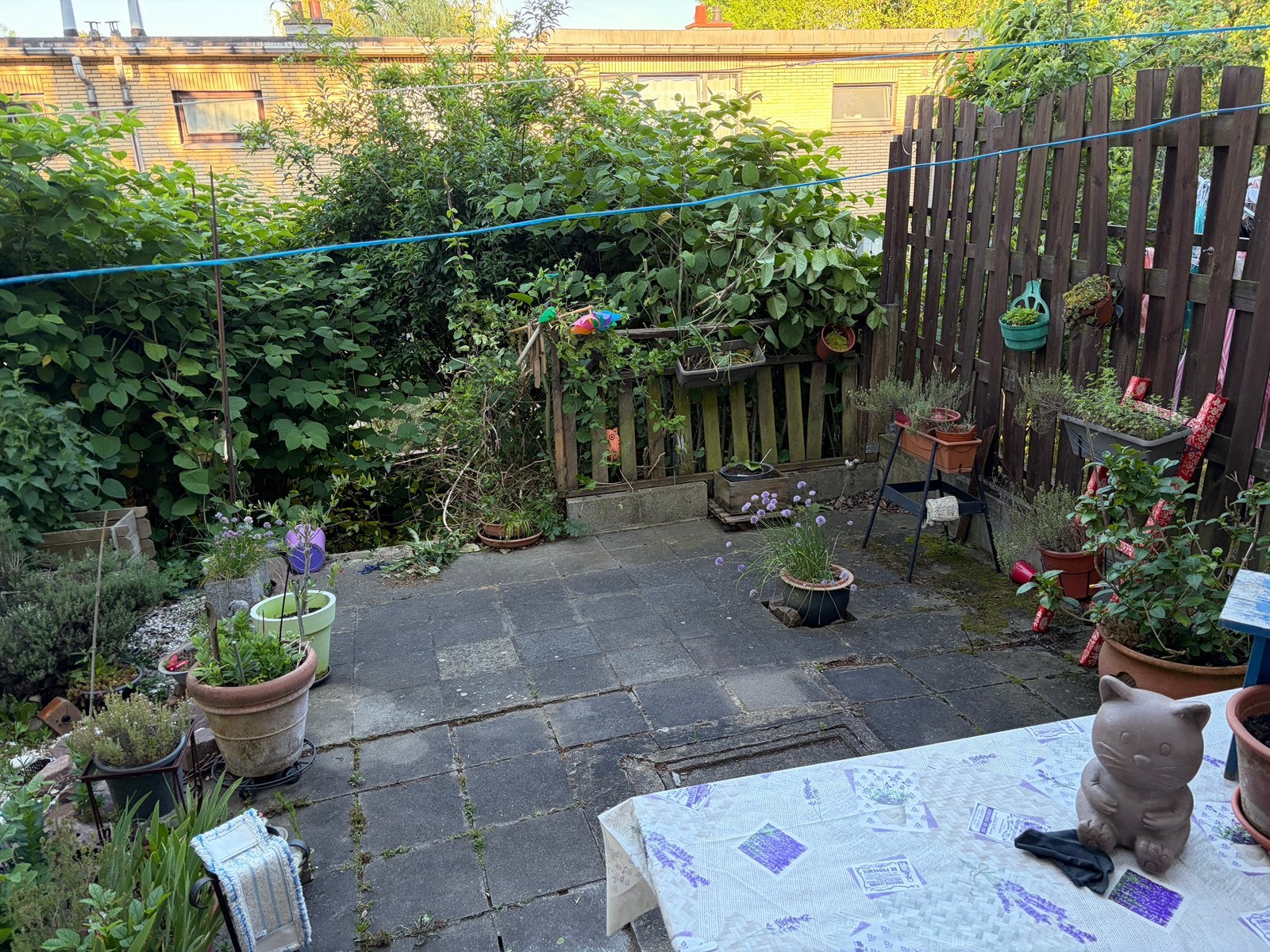 Recherche jardinier intervention terrain de renouée du Japon, Enlèvement ou Envoi