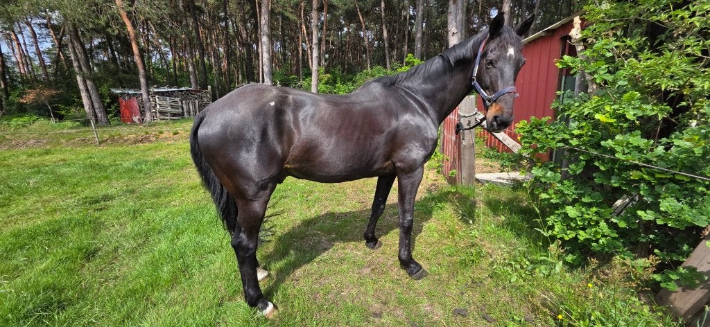 Dressuurpaard te koop, Animaux & Accessoires, Chevaux, Hongre, L, 165 à 170 cm, 11 ans ou plus, Cheval de dressage, Avec pedigree