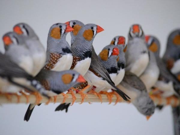 7 diamant mandarin, Animaux & Accessoires