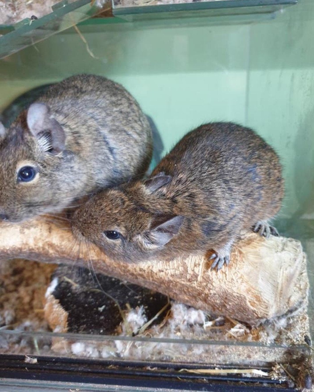 Degoe's met kooi, Dieren en Toebehoren, Knaagdieren, Vrouwelijk, Overige typen, Maart, Tam