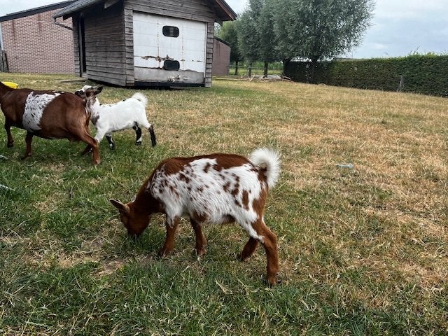 Zeer mooie dwerrgeitjesbokjes, Dieren en Toebehoren, Schapen, Geiten en Varkens, Mannelijk, Geit, 0 tot 2 jaar