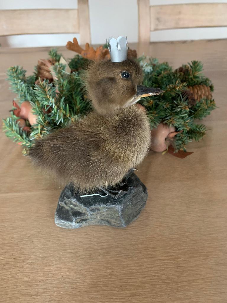 Taxidermie rariteitencabinet eendenkuikentje stolp, Ophalen of Verzenden, Nieuw, Boerderijdier, Opgezet dier