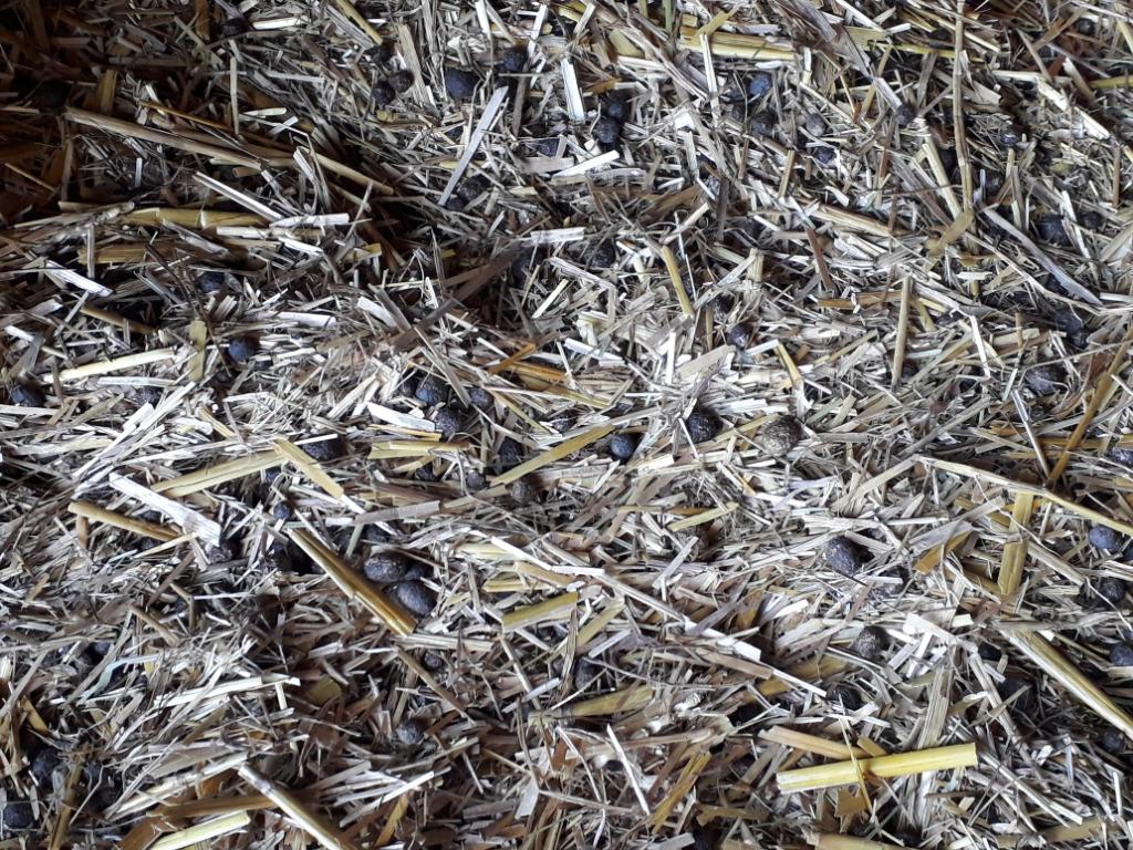 GRATIS compost - stro, Ophalen, Mest
