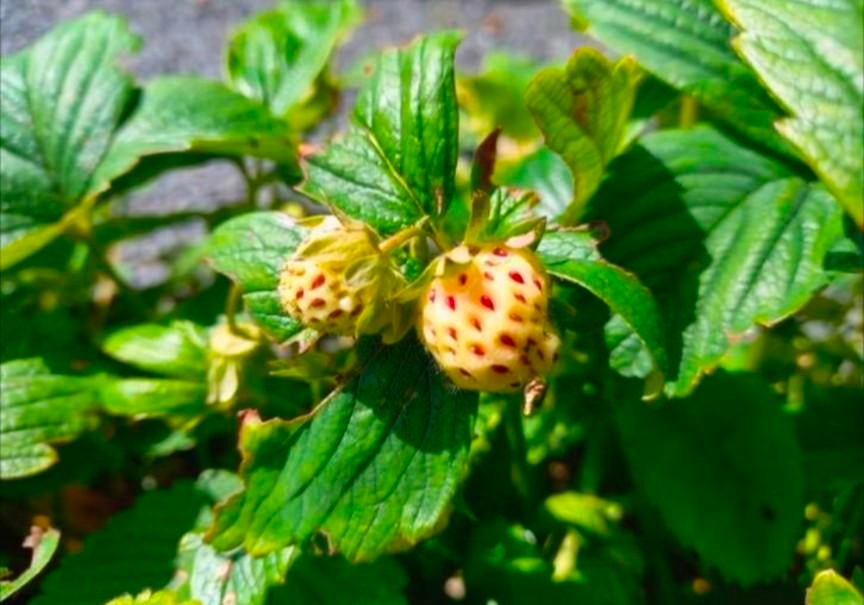 Planten witte aardbei (ananasaardbei), Tuin en Terras, Planten | Tuinplanten, Ophalen