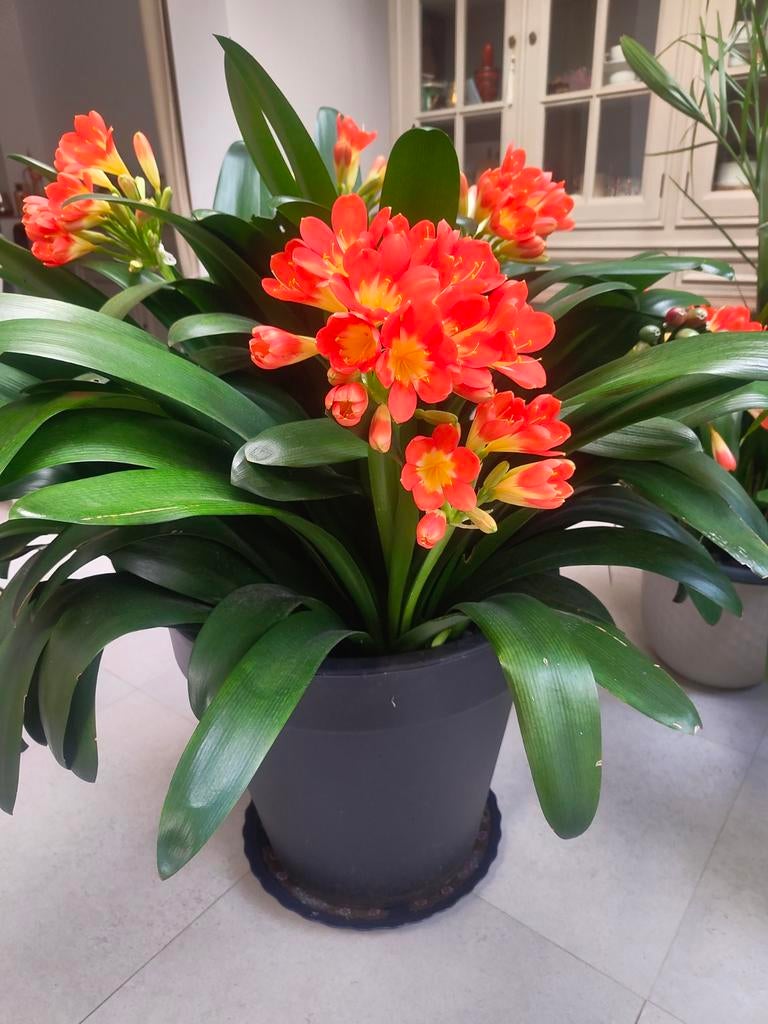 Prachtige grote Clivia plant te koop – echte blikvanger!, Tuin en Terras, Planten | Tuinplanten, Halfschaduw, Ophalen