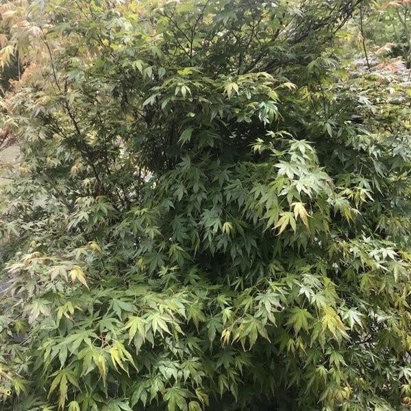 Acer palmatum, Tuin en Terras, Ophalen, Esdoorn