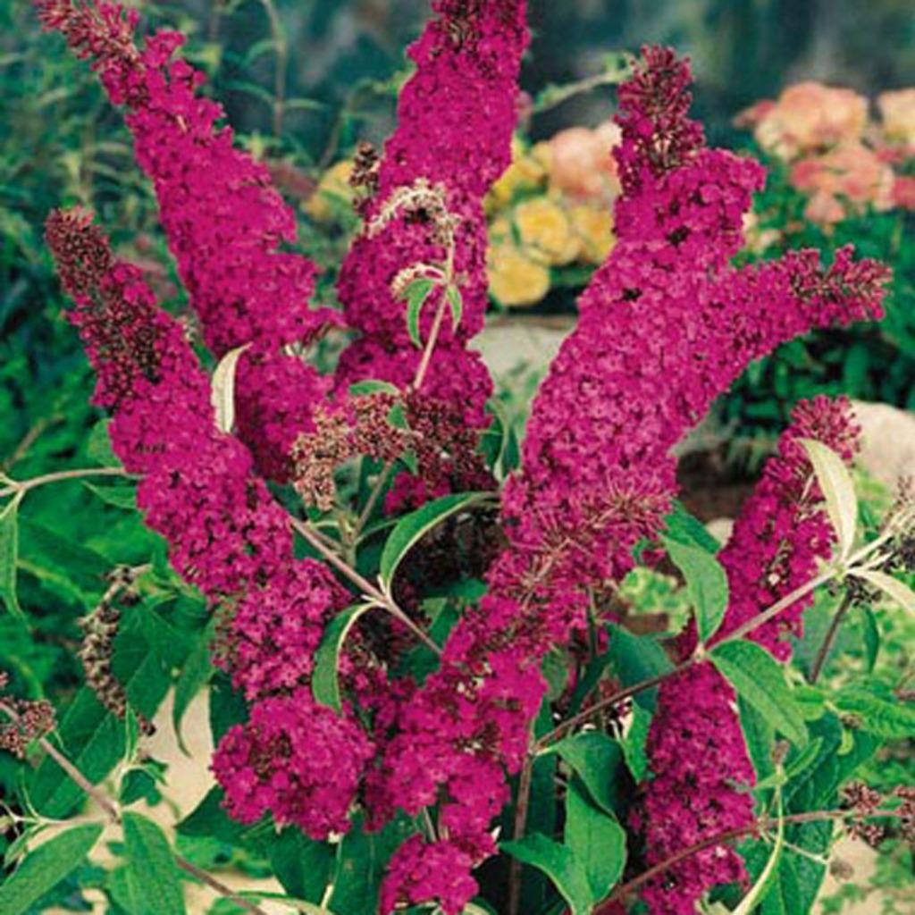 Vlinderstruik - Buddleja davidii 'Royal red', Tuin en Terras, Planten | Tuinplanten, Ophalen