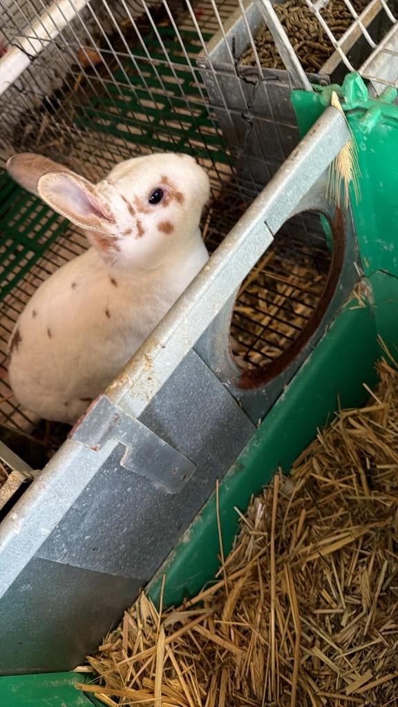 Konijn, Dieren en Toebehoren, Konijnen, Middelgroot