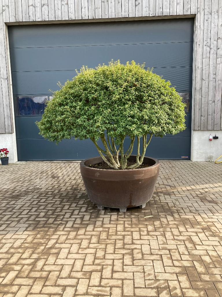 Osmanthus burkwoodii parapluboom Decopot, Jardin & Terrasse, Plantes | Arbres, En pot, Arbre à bulbes, 100 à 250 cm, Plein soleil