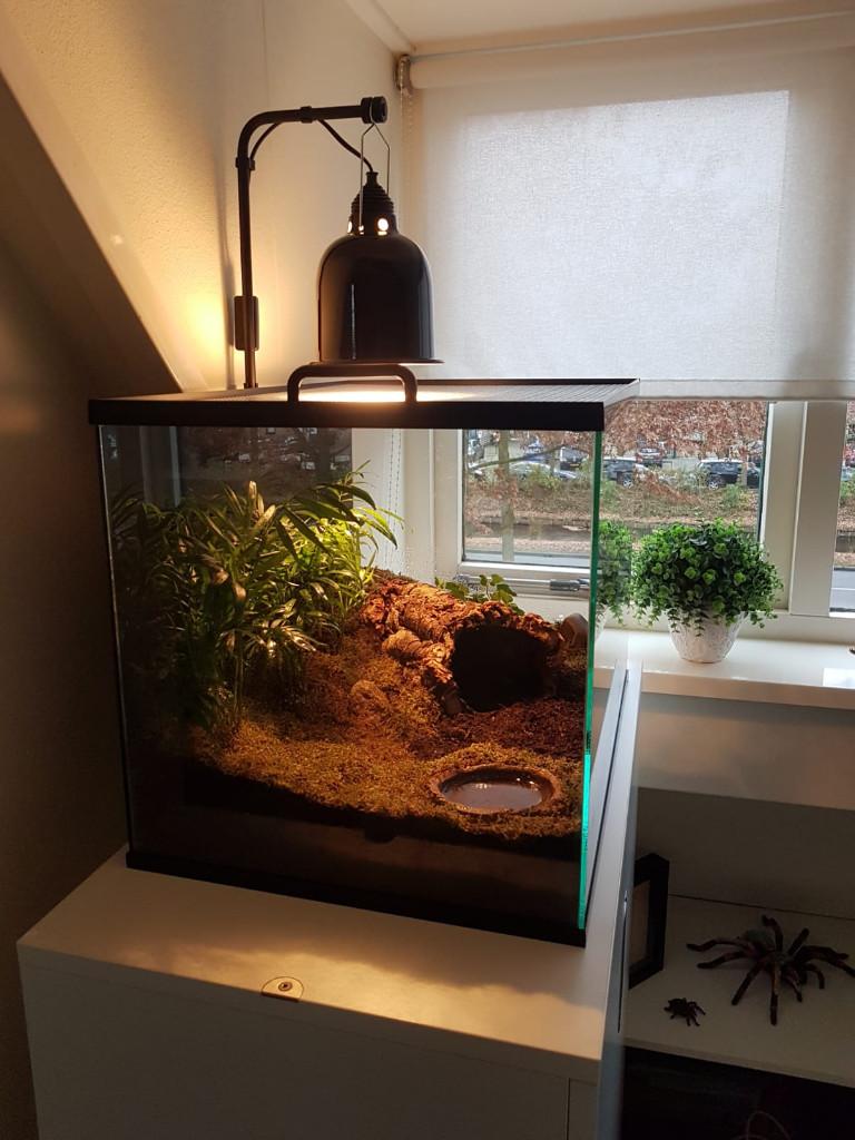 Glazen terrarium voor schorpioenen en reptielen, Dieren en Toebehoren, Ophalen of Verzenden, Nieuw, Terrarium of Paludarium