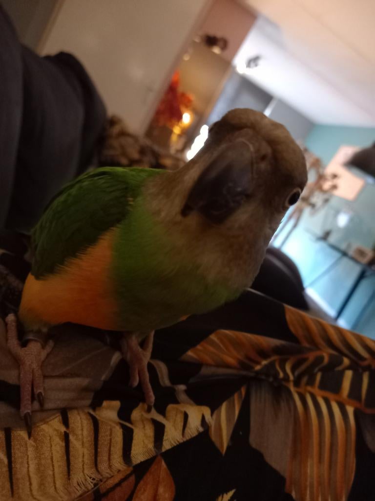Bonte boer senal papegaai Tam 9mnd, Dieren en Toebehoren, Vogels | Parkieten en Papegaaien, Mannelijk, Papegaai, Tam