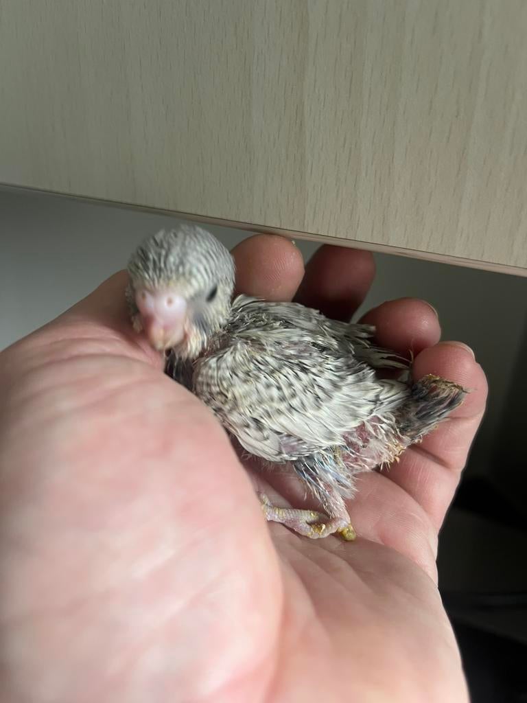 Jonge tamme grasparkiet, Sexe inconnu, Perruche, Domestique