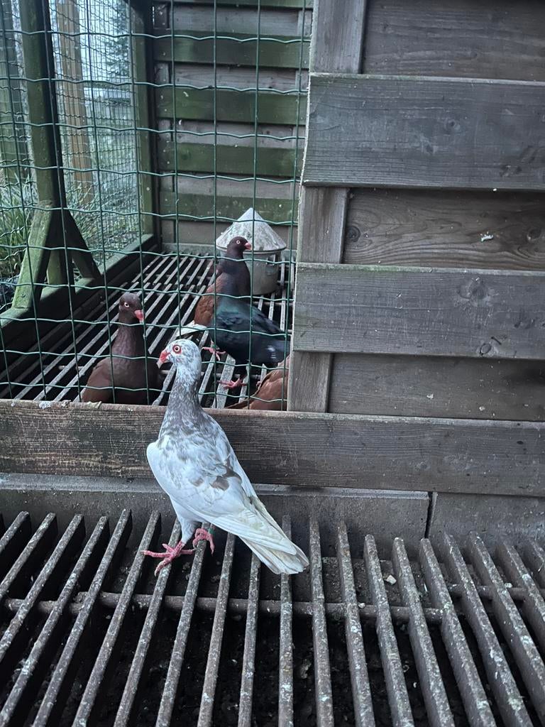 Sierduiven  deense tuimelaars, Dieren en Toebehoren, Vogels | Duiven, Meerdere dieren, Tuimelaar of Roller