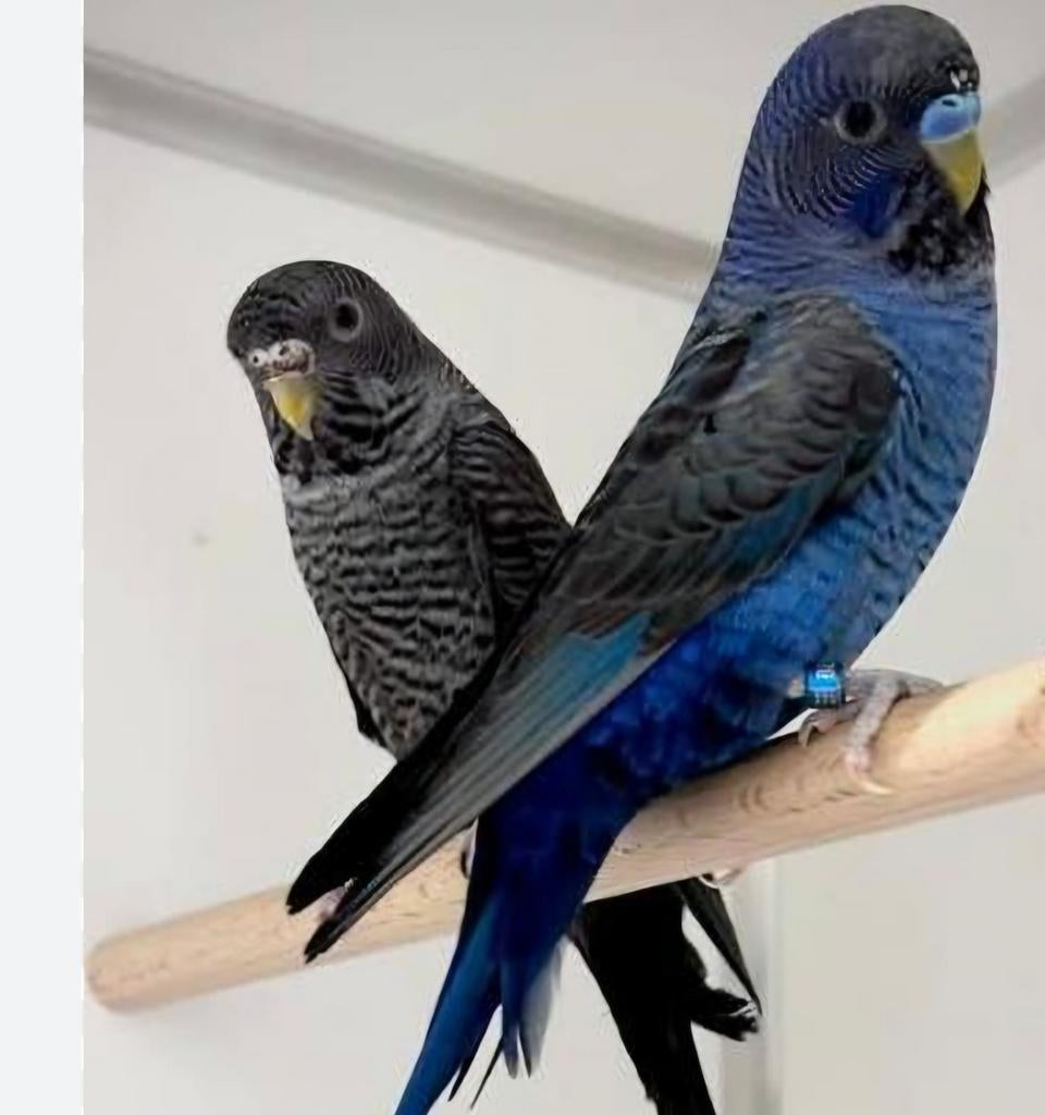 Poupées violettes WANTED BFBW., Animaux & Accessoires, Oiseaux | Perruches & Perroquets, Femelle, Perruche, Bagué