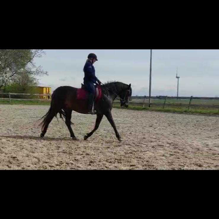 Training – Zadelmak maken, doorrijden, grondwerk & meer, Dieren en Toebehoren, Zadelmak