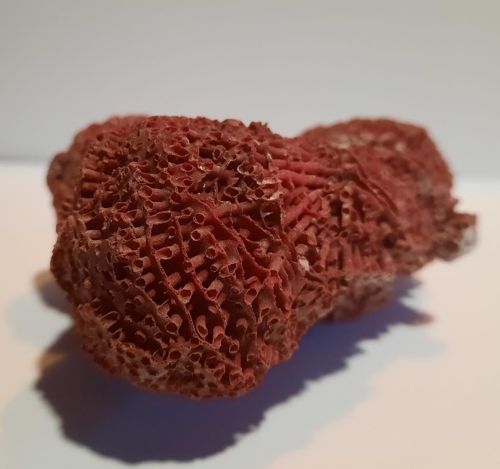 Rood koraal, Ophalen