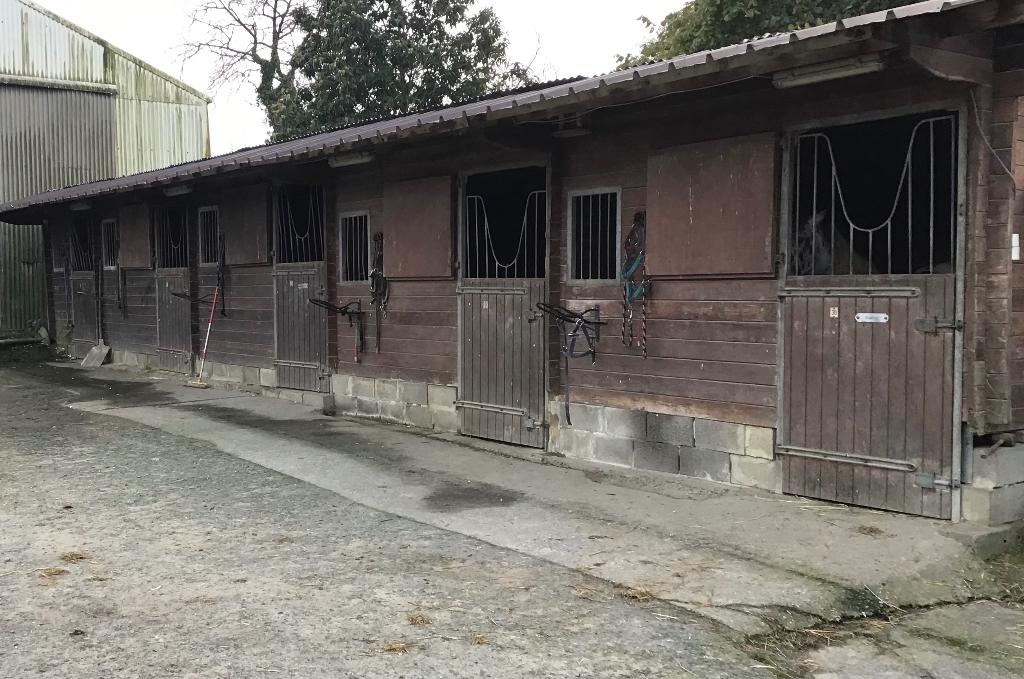 Pension complète cheval, Pâturage, 2 ou 3 chevaux ou poneys