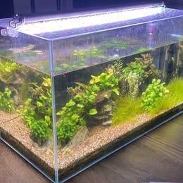 Aquarium ADA 60 L, Ophalen of Verzenden, Zo goed als nieuw, Gevuld zoetwateraquarium